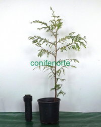 Thuja plicata "Zebrina" C2,5L 40-60cm